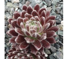 Sempervivum PACIFIC TART