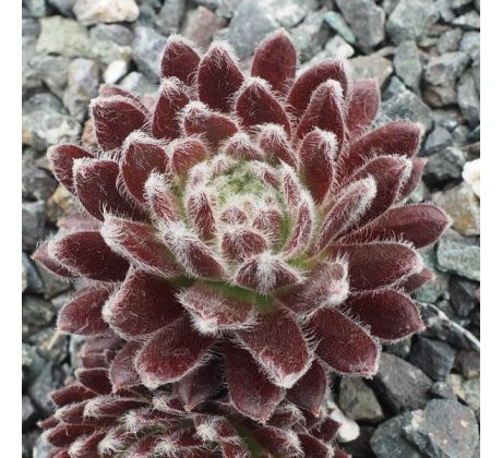 Sempervivum PACIFIC TART