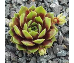 Sempervivum PACIFIC COUNTRY COUSIN