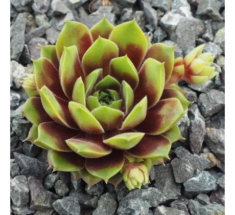 Sempervivum PACIFIC COUNTRY COUSIN