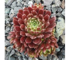 Sempervivum PAX