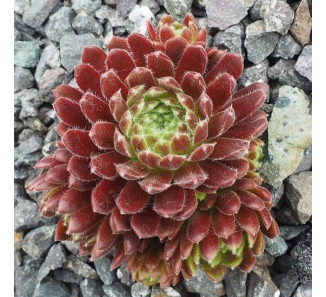 Sempervivum PAX