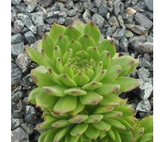 Sempervivum DAGMAR