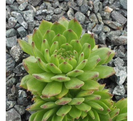 Sempervivum DAGMAR