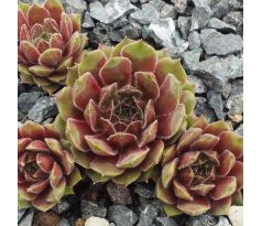 Sempervivum FIRST LADY