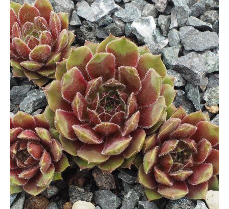 Sempervivum FIRST LADY