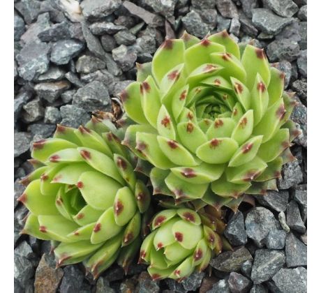 Sempervivum PALE FACE