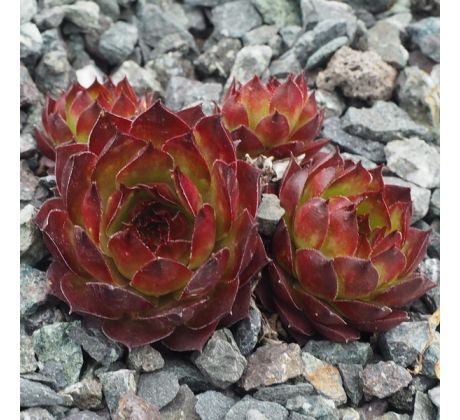 Sempervivum ALITA