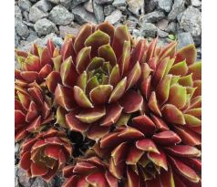 Sempervivum RED MOUNTAIN (II)