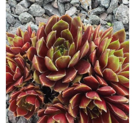 Sempervivum RED MOUNTAIN (II)