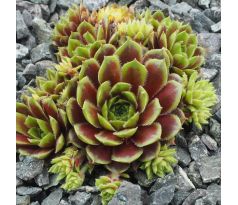 Sempervivum ROSENHÜGEL