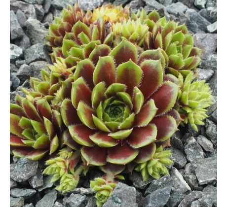 Sempervivum ROSENHÜGEL