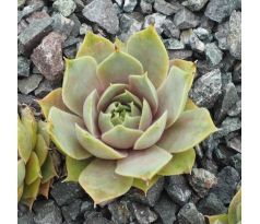 Sempervivum BETHENCOURTIAN