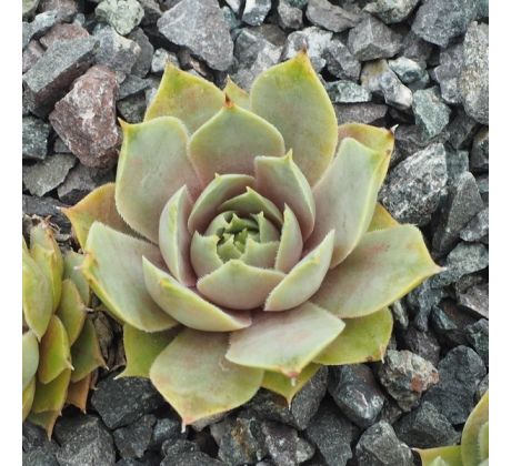 Sempervivum BETHENCOURTIAN