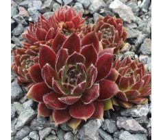 Sempervivum GJIN