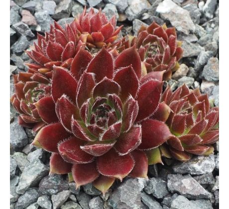 Sempervivum GJIN