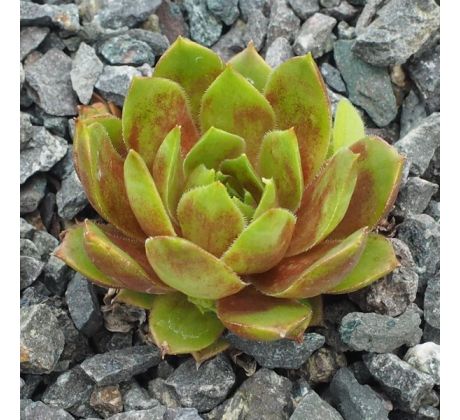 Sempervivum OCEANOS