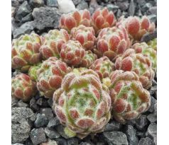 Sempervivum ZILVER ROSE