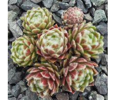 Sempervivum OPEN SKY