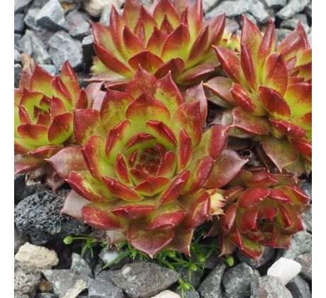 Sempervivum BJORN