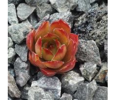 Sempervivum MARILIJN