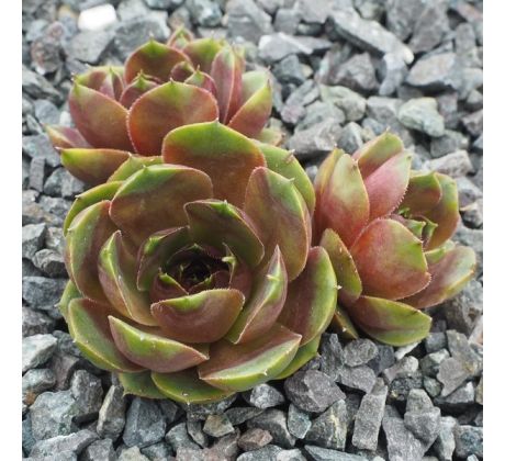 Sempervivum DICKKOPF