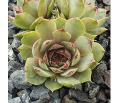 Sempervivum FIRGROVE SILVER