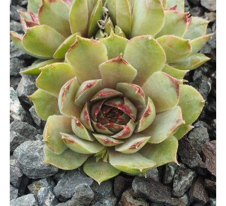 Sempervivum FIRGROVE SILVER