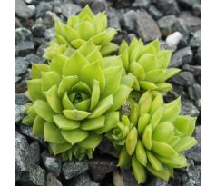 Sempervivum TROPICAL FRUITY