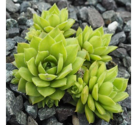 Sempervivum TROPICAL FRUITY