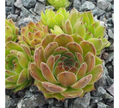 Sempervivum TWIST