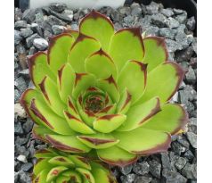 Sempervivum ROYANUM