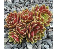 Sempervivum RED RIA