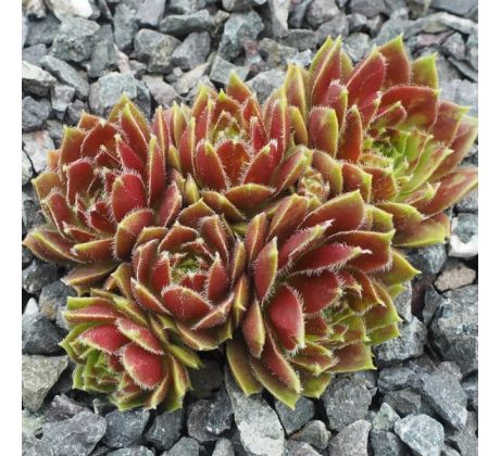 Sempervivum RED RIA