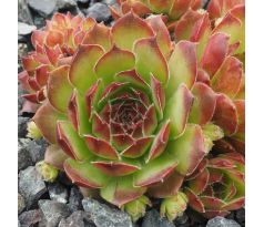 Sempervivum BOKRIJK