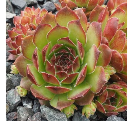 Sempervivum BOKRIJK