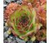 Sempervivum BOKRIJK