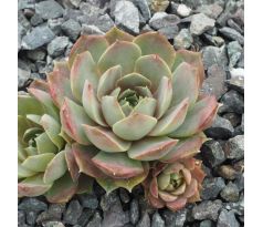 Sempervivum ANDINN LADY MIDDAY