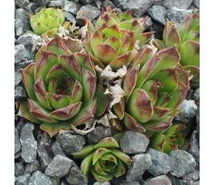 Sempervivum BLOODY GOOSE