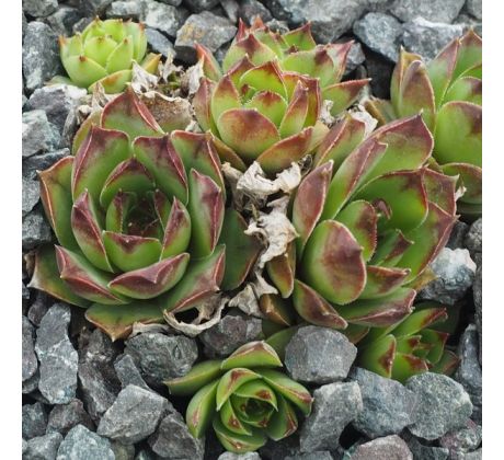 Sempervivum BLOODY GOOSE