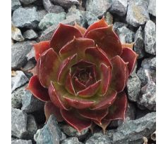 Sempervivum BALCKCURRENT ICE