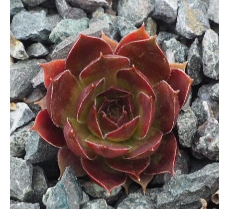 Sempervivum BALCKCURRENT ICE