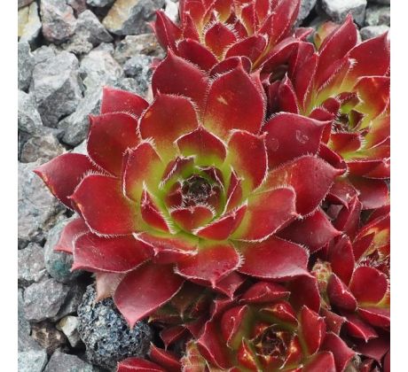 Sempervivum 4 U