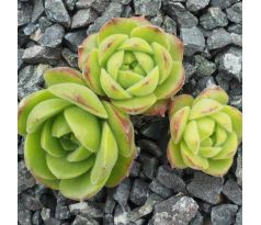 Sempervivum SMILIE