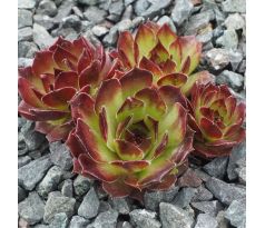 Sempervivum TITUS