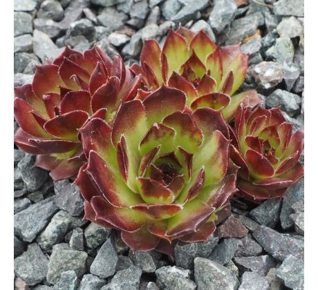 Sempervivum TITUS