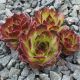 Sempervivum TITUS