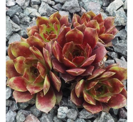 Sempervivum HEARTS DESIRE