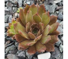 Sempervivum PACIFIC DREAMER