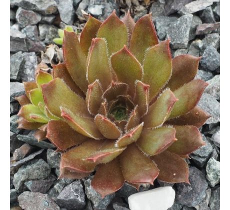 Sempervivum PACIFIC DREAMER